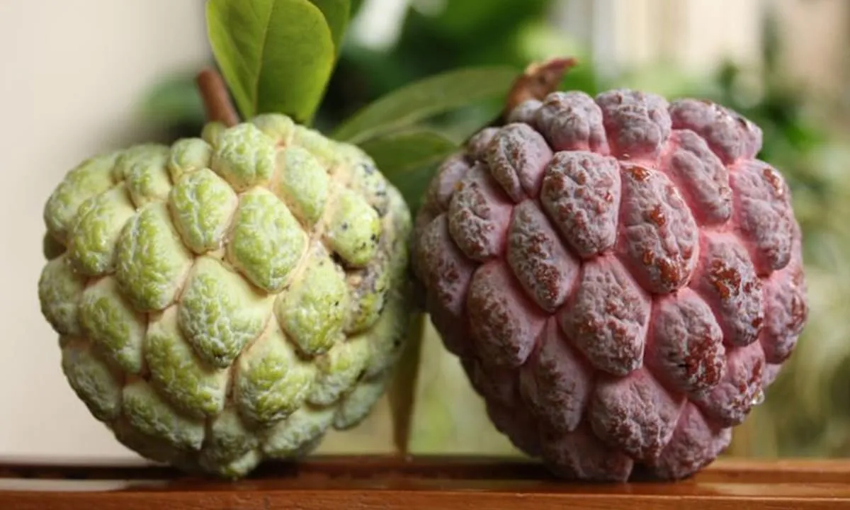 Srikaya, buah tropis yang bermanfaat untuk kesehatan kulit.