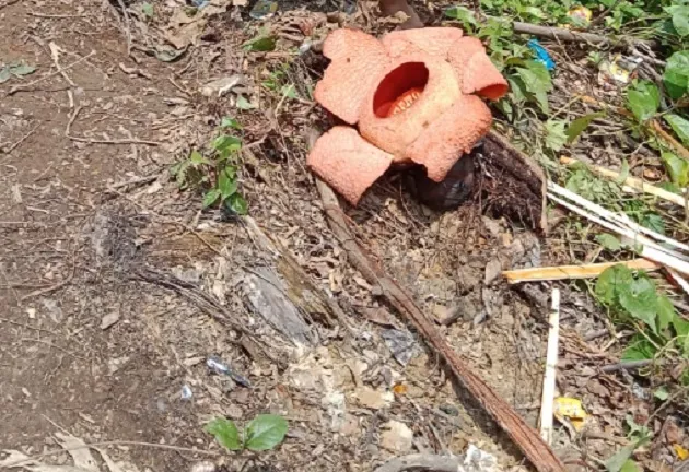 Rafflesia Arnoldy Mekar Sempurna di Kebun Sawit, Kaur-Bengkulu
