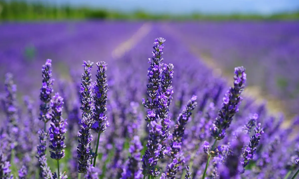 Aromaterapi Lavender di Kamar Tidur dapat Mengatasi Insomnia. foto: pexels
