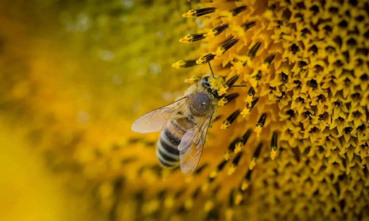 Atasi Alergi dengan Madu Lokal. foto: pexels