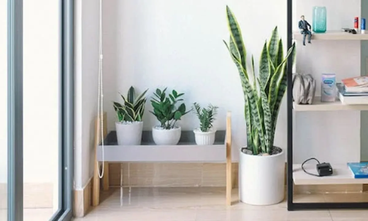 Sansevieria (Lidah Mertua) merupakan salah satu tanaman penyegar udara. foto: pexels