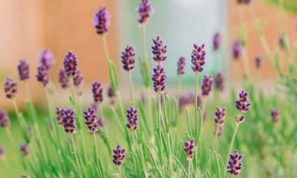 Lavender salah satu dari 5 Tanaman Super yang Wajib Ada di Taman. foto: pexels