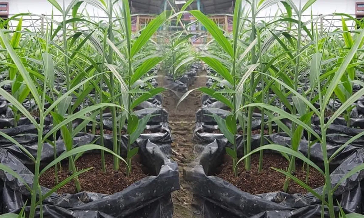 Jahe (Zingiber officinale) adalah salah satu tanaman obat tradisional warisan kesehatan.