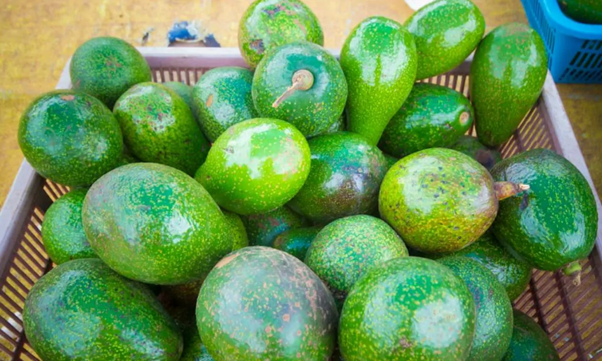 Alpukat merupakan salah satu tanaman yang kaya akan antidioksidan yang bermanfaat untuk melawan penuaan dini. foto: pexels