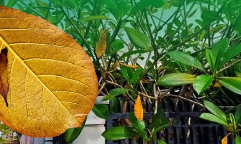 Ternyata Daun Ketapang diminati pasar ekspor, seperti kanada dan amerika.