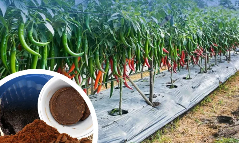 Bikin Tanaman Subur, Begini Cara Membuat Pupuk dari Ampas Kopi