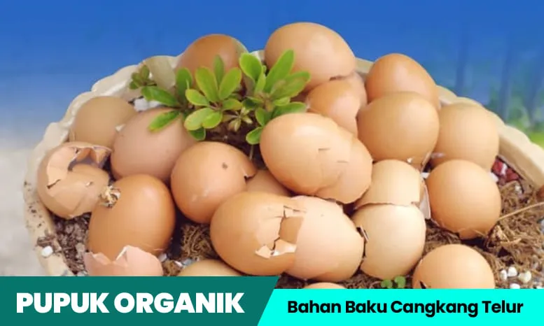 Pupuk organik berbahan baku dari cangkang telur.
