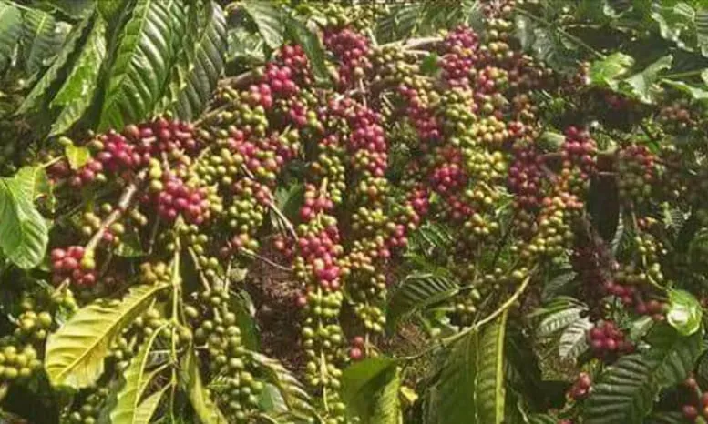 Sejarah kopi di Indonesia