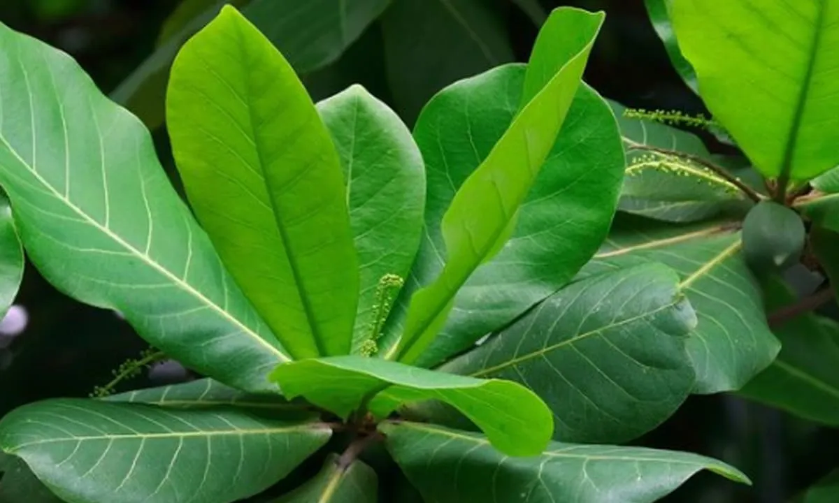 Manfaat Daun ketapang