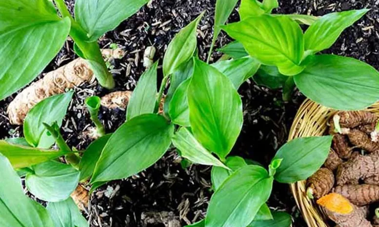 Agar umbi melimpah, di perlukan beberapa cara menanam Temu Lawak.