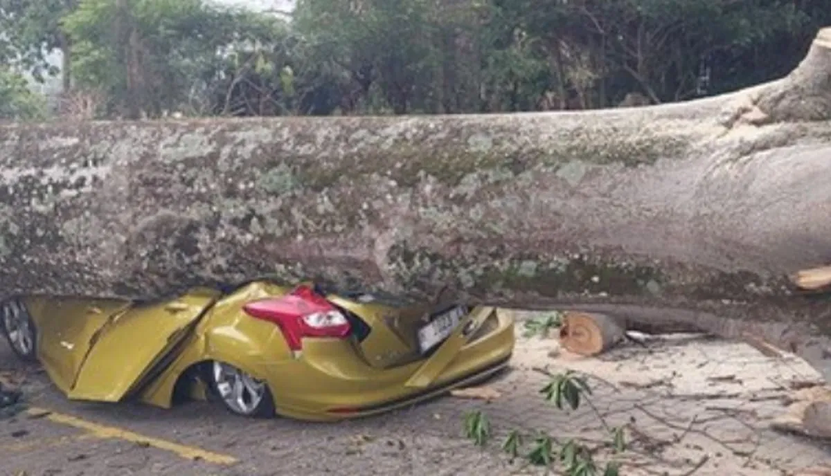 pohon tumbang lembang menimpa mobil. foto: ist
