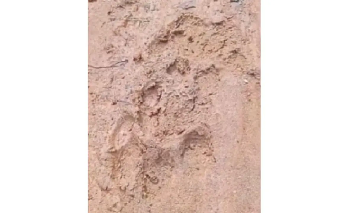 Empat hari sebelum warga Mukomuko meninggal diterkam harimau tidak jauh dari lokasi ada jejak kaki harimau yang berbeda menerkam ternak warga - Ngenelo.net - Ist