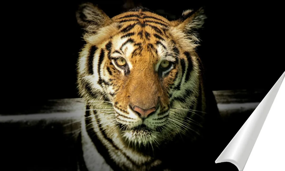 Harimau Sumatera - Ngenelo.net - Pexels