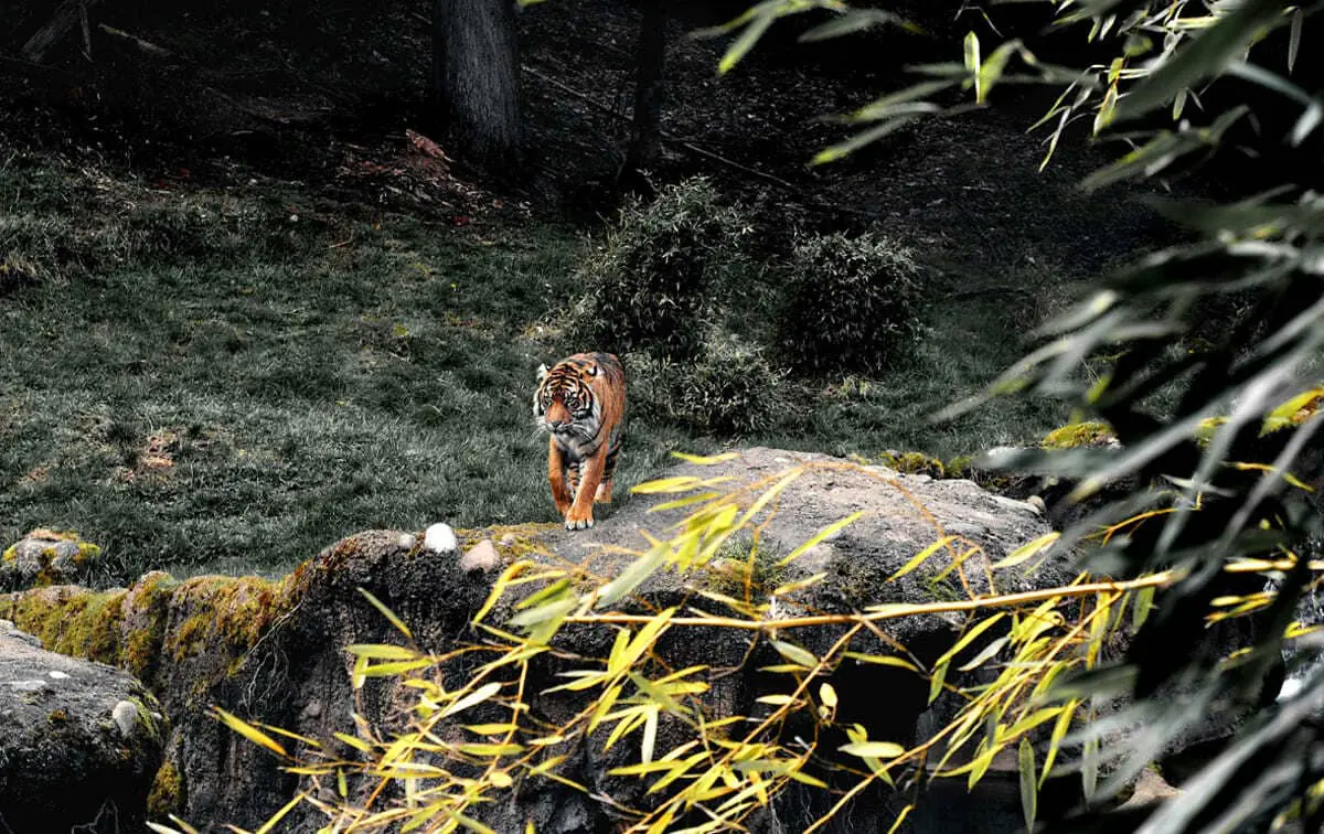 Saat ini BKSDA Mukomuko memasang 3 perangkap untuk menangkap harimau yang meresahkan warga Mukomuko - Foto Pexel - Ngenelo.net