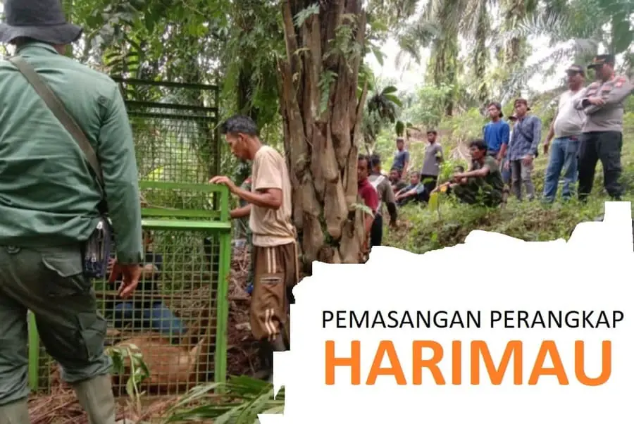 Untuk menangkap Harimau yang telah memakan korban, BKSDA Mukomuko telah memasang 2 perangkap di Desa Tunggal Jaya dan Mekar Jaya - Ngenelo.net - Ist