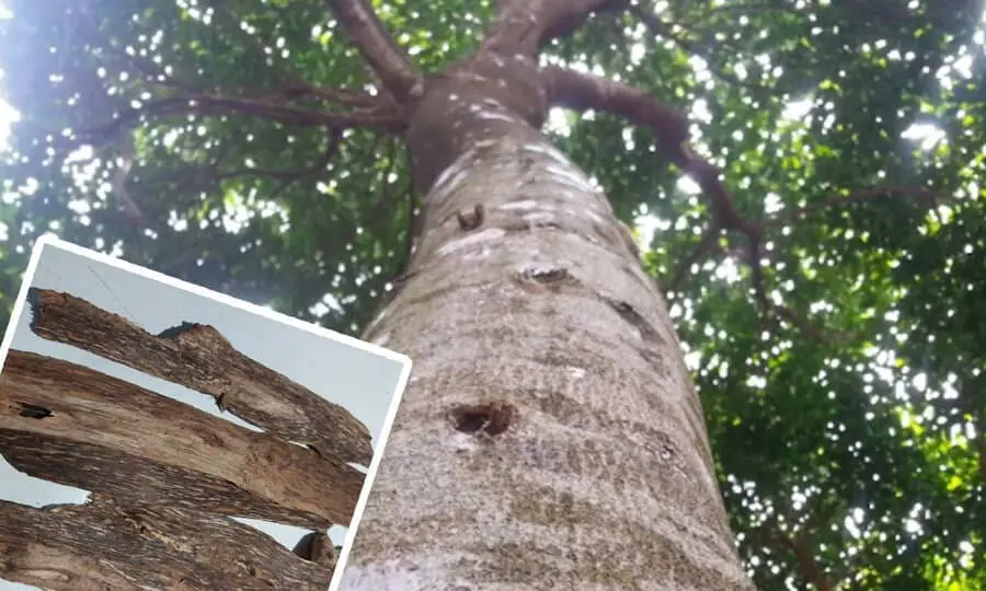 Kayu Gaharu merupakan salah satu dari 5 jenis kayu Indonesia yang bernilai tinggi dan paling dicari - Ngenelo.net