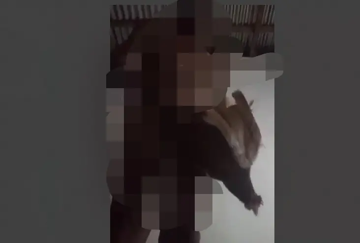 PARAH! Link Video Pria M*s*m dengan Seekor Ayam Tersebar Luas, Diduga di Kepahiang - Bengkulu