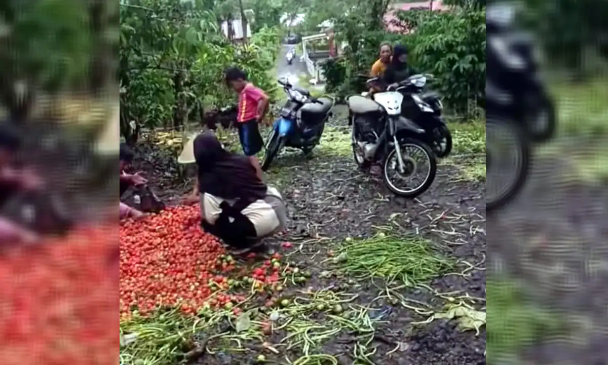 Video Petani Buang Sayur di Kepahiang viral. Tampak salah seorang warga sedang mengambil tomat yang di buang oleh petani.