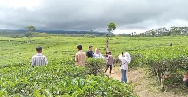 Hanya 1 Jalur, Ini Jalur Keluar - Masuk Objek Wisata Kebun Teh Kabawetan Selama Libur Lebaran